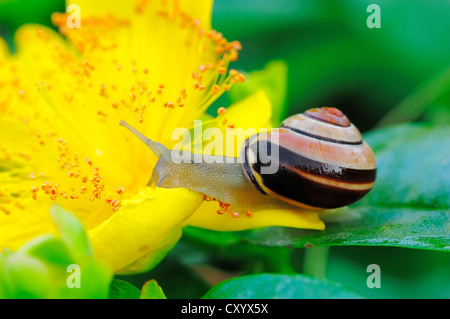 Grove escargot, brown-labiés (escargot Cepaea nemoralis), Rhénanie du Nord-Westphalie Banque D'Images