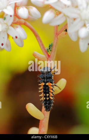Coccinelle arlequin (Harmonia axyridis), la larve, la Rhénanie du Nord-Westphalie Banque D'Images