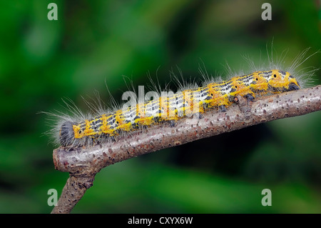 Buff-tip (Phalera bucephala), Caterpillar, Rhénanie du Nord-Westphalie Banque D'Images