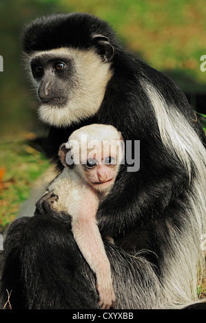 Guereza, fuligineux guereza ou en noir et blanc (Colobus guereza Colobus Monkey), avec l'adolescent, bébé de deux mois, espèce africaine Banque D'Images