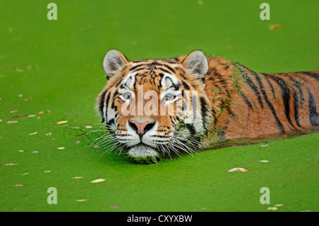 Tigre de Sibérie ou tigre de l'amour (Panthera tigris altaica), dans l'eau, espèces asiatiques, captive, les Pays-Bas, Europe Banque D'Images