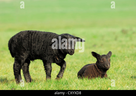 Le mouton domestique (Ovis orientalis bélier), deux agneaux sur un pâturage, Hollande du Nord, Pays-Bas, Europe Banque D'Images