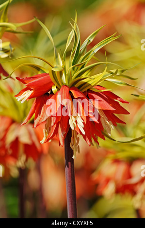 La couronne du Kaiser (Fritillaria imperialis) Banque D'Images