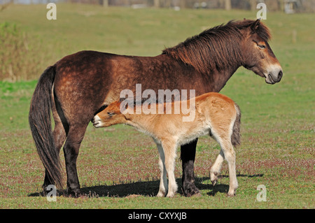 Poney Exmoor, mare suckling un poulain, Pays-Bas, Europe Banque D'Images