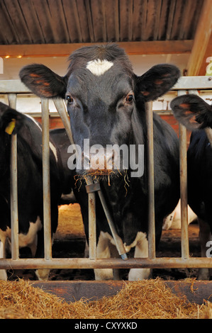 Les bovins Holstein dans une étable, Rhénanie du Nord-Westphalie Banque D'Images