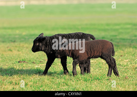 Le mouton domestique (Ovis orientalis bélier), deux agneaux sur un pâturage, Hollande du Nord, Pays-Bas, Europe Banque D'Images