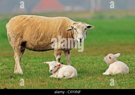 Le mouton domestique (Ovis orientalis) bélier, brebis et agneaux sur un pâturage, Hollande du Nord, Pays-Bas, Europe Banque D'Images