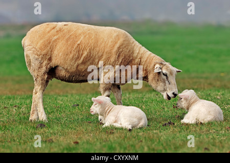 Le mouton domestique (Ovis orientalis) bélier, brebis et agneaux sur un pâturage, Hollande du Nord, Pays-Bas, Europe Banque D'Images