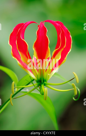 Lily, Lily feu flamme, Gloriosa Lily, Lily, Lily superbe gloire, escalade ou Lily Lily rampante (Gloriosa superba), fleur Banque D'Images