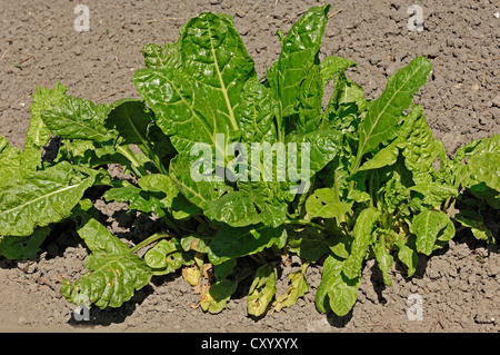 Bette à carde (Beta vulgaris ssp. vulgaris var. vulgaris), Rhénanie du Nord-Westphalie Banque D'Images