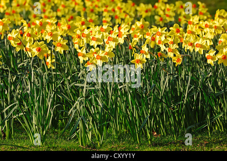 Les jonquilles (Narcissus sp.), Banque D'Images