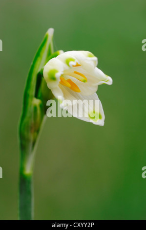 Flocon d'été (Leucojum aestivum), oranger, Rhénanie du Nord-Westphalie Banque D'Images