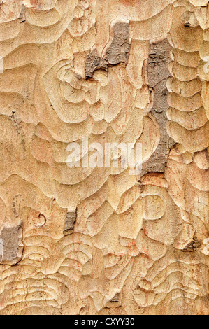 L'érable sycomore (Acer pseudoplatanus), l'écorce, Rhénanie du Nord-Westphalie Banque D'Images