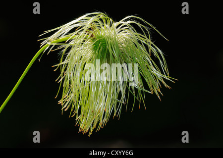 Virginsbower Oriental (Clematis orientalis), seed head Banque D'Images