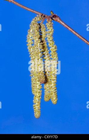 Le noisetier commun (Corylus avellana), les fleurs mâles, Rhénanie du Nord-Westphalie Banque D'Images