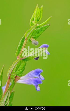 La Scutellaire commune, Marsh Skullcap ou Hooded Scutellaire (Scutellaria galericulata), Rhénanie du Nord-Westphalie Banque D'Images