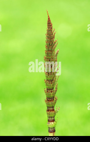 La prêle des champs ou conjoint de Prêle (Equisetum arvense), Rhénanie du Nord-Westphalie Banque D'Images