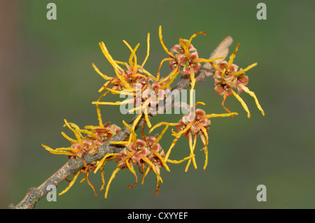 L'hamamélis (Hamamelis intermedia), branche avec fleurs, jardin des plantes, arbres et arbustes d'ornement Banque D'Images