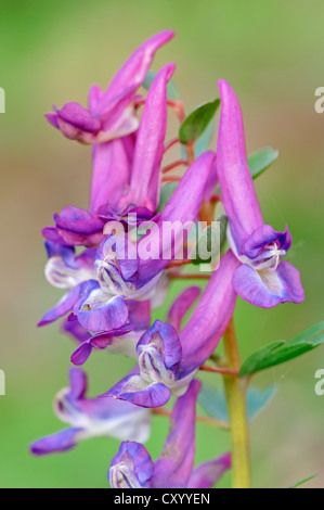 Corydalis bulbeux ou Fumewort (Corydalis bulbosa, Corydalis cava), Rhénanie du Nord-Westphalie Banque D'Images