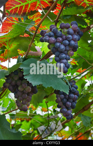 Les raisins de table (Vitis vinifera) croissant sur vigne en serre en Brabant flamand, Flandre orientale, Belgique Banque D'Images