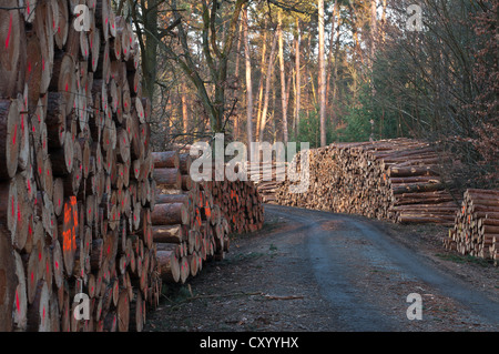Grumes de pin, pin, le pin sylvestre (Pinus sylvestris), piles de bois dans une forêt mixte, Hesse Banque D'Images