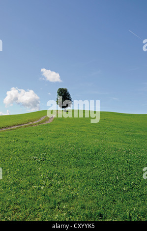 Seul arbre sur un champ vert, immenstadt, Bavière Banque D'Images