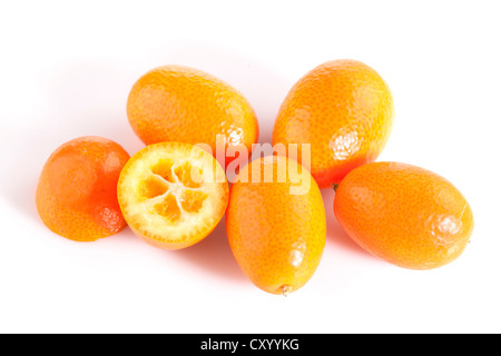 Cumquat ovale ovale, kumquat (Fortunella Margarita) Banque D'Images