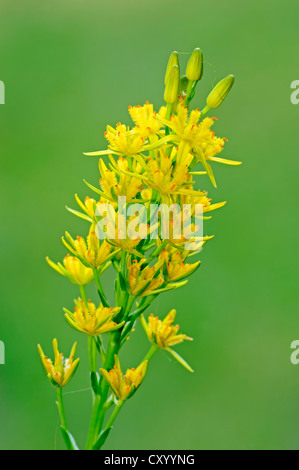 (Narthecium ossifragum Bog Asphodel), Rhénanie du Nord-Westphalie Banque D'Images