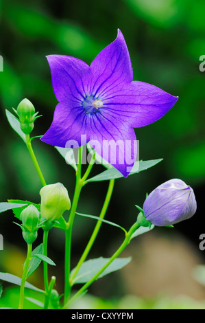 Balloon Flower ou Chinese Bellflower (Dryas octopetala, Campanula glauca, Campanula grandiflora, Platycodon glaucus Banque D'Images