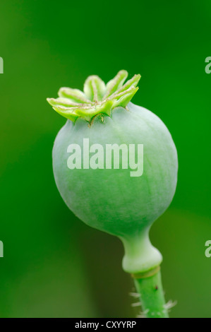 Pavot d'Orient (Papaver orientale), graines, boll Banque D'Images