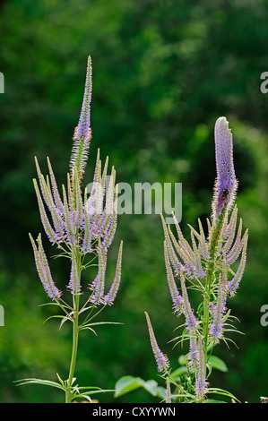 Longues feuilles (Veronica longifolia Véronique, Pseudolysimachion longifolium), plante de jardin Banque D'Images