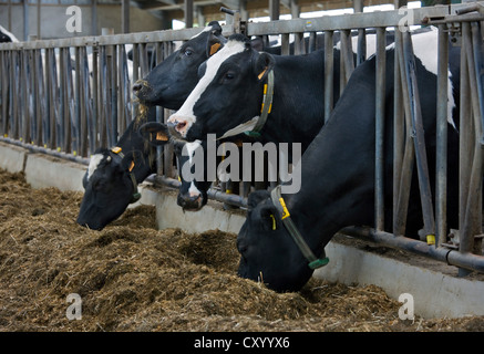 Têtes de vaches avec des barres d'acier dépasse la consommation de fourrages en étable à farm Banque D'Images