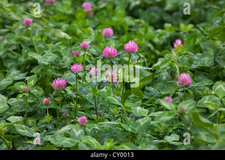 Champ avec le trèfle rouge (Trifolium pratense) cultivées comme fourrage Banque D'Images