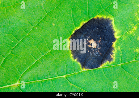 Tar-champignon Rhytisma acerinum (spot) sur une feuille d'un érable sycomore (Acer pseudoplatanus), Rhénanie du Nord-Westphalie Banque D'Images