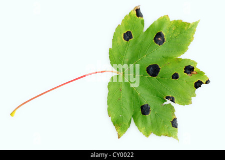 Tar-champignon Rhytisma acerinum (spot) sur une feuille d'un érable sycomore (Acer pseudoplatanus), Rhénanie du Nord-Westphalie Banque D'Images