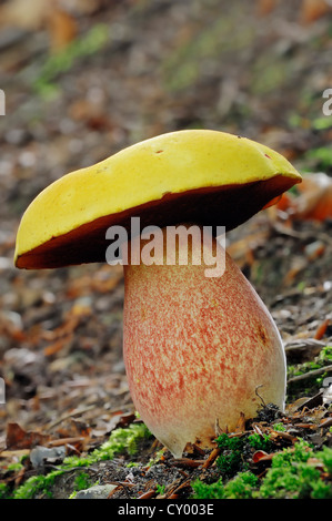 Tige en pointillés Bolet (Boletus erythropus var junquilleus, Boletus luridiformis), Gueldre, Pays-Bas, Europe Banque D'Images