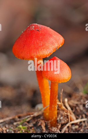 Vermilion (Waxcap Hygrocybe miniata), Rhénanie du Nord-Westphalie Banque D'Images