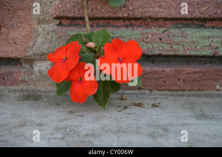 Photo de fleurs orange impatiens contre un arrière-plan en brique rouge. Banque D'Images