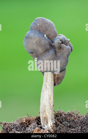 Selle gris ardoise ou noir cannelé Elfin Saddle (Helvella lacunosa), Gueldre, Pays-Bas, Europe Banque D'Images