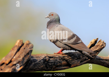 Le pigeon biset ou Pigeon biset (Columba livia), Rajasthan, Inde, Asie Banque D'Images