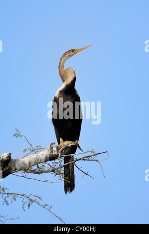 Dard Oriental ou Indien Vert ou Snakebird Anhinga melanogaster (), le parc national de Keoladeo Ghana, Rajasthan, Inde, Asie Banque D'Images