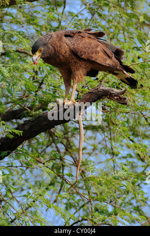 Serpent à crête blanche (Spilornis cheela) se nourrissant de serpents saisis, le parc national de Keoladeo Ghana, Rajasthan, Inde, Asie Banque D'Images