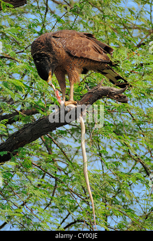 Serpent à crête blanche (Spilornis cheela) se nourrissant de serpents saisis, le parc national de Keoladeo Ghana, Rajasthan, Inde, Asie Banque D'Images