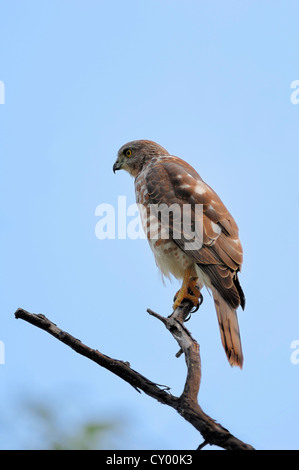 Shikra (Accipiter badius), juvénile, le parc national de Keoladeo Ghana, Rajasthan, Inde, Asie Banque D'Images