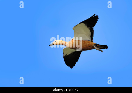 Tadorne Casarca (Tadorna ferruginea), en vol, le parc national de Keoladeo Ghana, Rajasthan, Inde, Asie Banque D'Images