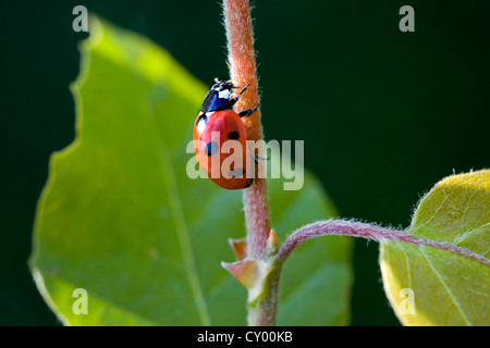 7-spot ladybird / sept points coccinelle (Coccinella septempunctata) tige d'escalade Banque D'Images