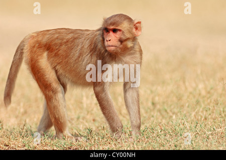 Singe rhésus ou le macaque, (Macaca mulatta), Parc national de Keoladeo Ghana, Rajasthan, Inde, Asie Banque D'Images