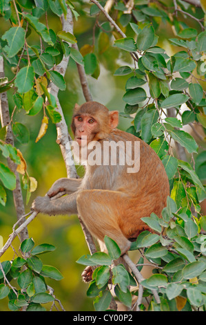 Singe rhésus ou le macaque, (Macaca mulatta), Parc national de Keoladeo Ghana, Rajasthan, Inde, Asie Banque D'Images