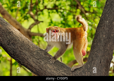 Singe rhésus ou le macaque, (Macaca mulatta), homme, parc national de Keoladeo Ghana, Rajasthan, Inde, Asie Banque D'Images