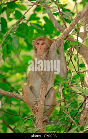 Singe rhésus ou le macaque, (Macaca mulatta), Parc national de Keoladeo Ghana, Rajasthan, Inde, Asie Banque D'Images